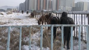 157 айлын 3300 мал нийслэлийн хориглосон бүсэд байна