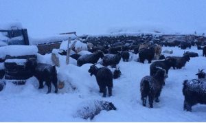 Нийт нутгийн 23 хувьд зудын эрсдэл их байна