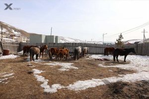 Б.Шатарбал: Мал аж ахуй эрхлэхийг хориглосон бүсээс 210 адууг хашаалж, арга хэмжээ авч ажиллаж байна