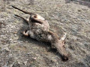 Халиун бугыг хууль бусаар агнажээ