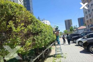Баянгол дүүрэгт нийтийн эзэмшлийн 9.3 га талбайд зүлэг тарьж, ногоон байгууламжийг нэмэгдүүлж байна