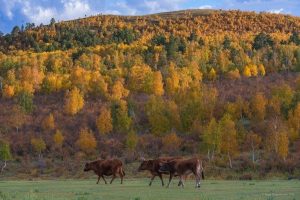 Улаанбаатарт 12 хэм дулаан