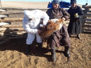 Шүлхий өвчний дэгдэлтийн эсрэг хариу арга хэмжээг хэрэгжүүлж байна